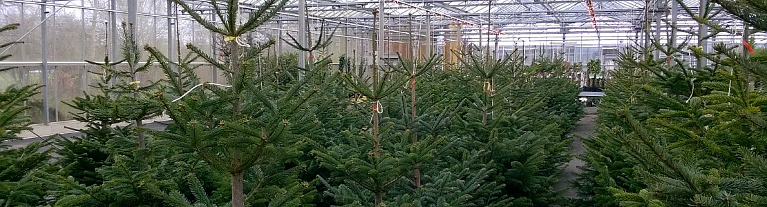 Bezoek ons tuincentrum in Friesland en kies uit een breed aanbod kerstbomen, gezaagd of met kluit. Gratis kerstboomactie!