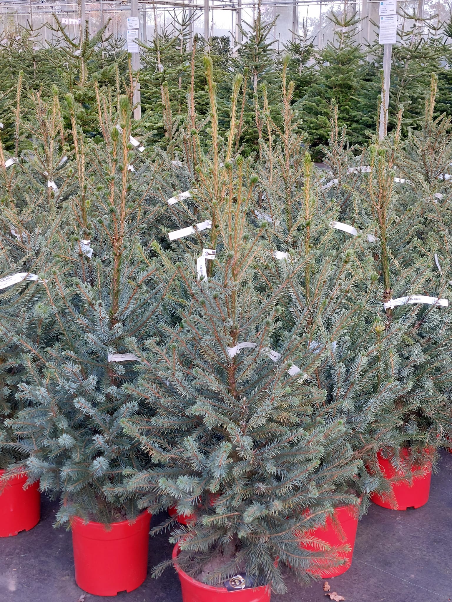 kerstbomen met grijze naalden bestellen - tuincentrum Balk  Friesland